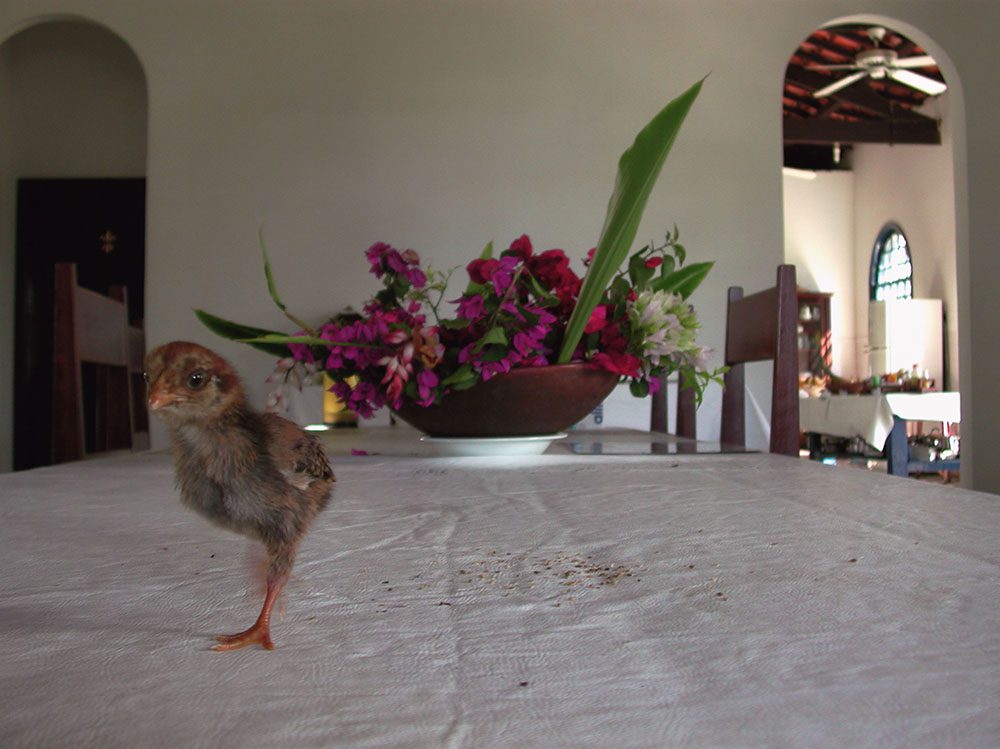 paradise in disguise_Sacatar Foundation, Bahia